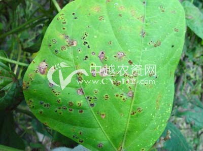 白扁豆锈病