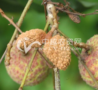 荔枝霜疫霉病