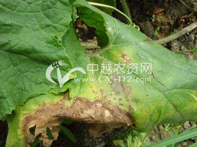 > 无土栽培蔓枯病
