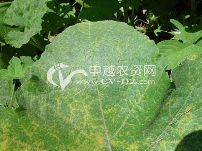 南瓜霜霉病