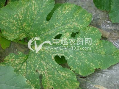 西葫芦细菌性叶斑病