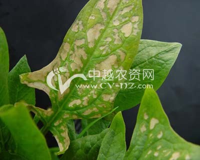 菠菜霜霉病