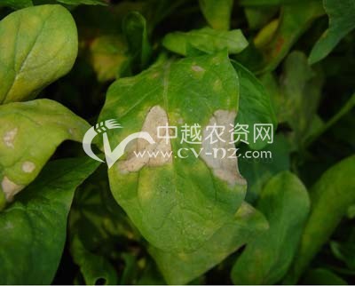 首页 病虫害图库 蔬菜病害 叶菜类 菠菜 > 菠菜心腐病