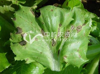 生菜轮纹病