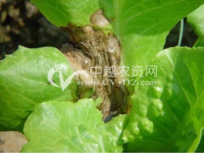 生菜叶缘坏死病