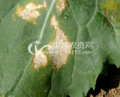 油菜白斑病