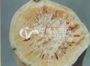 甘薯茎线虫病