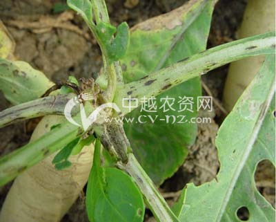 萝卜炭疽病