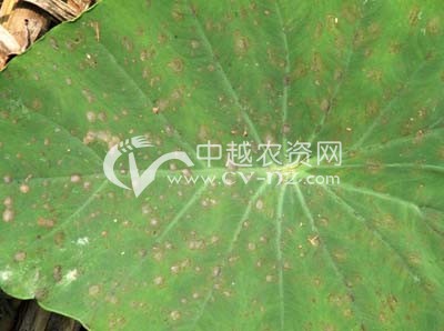 芋疫病
