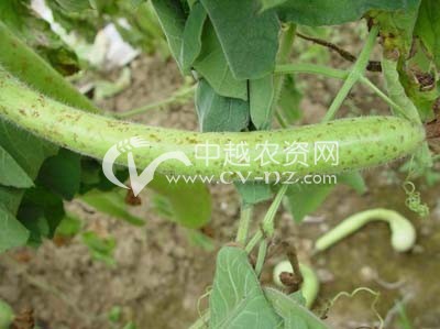 瓠瓜蔓枯病
