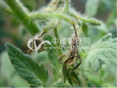 番茄2,4-d药害