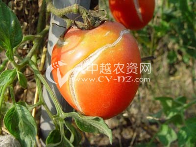 番茄镰刀菌果腐病