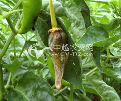 辣椒褐腐病