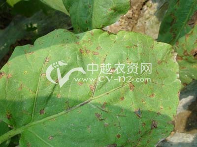 茄子赤星病