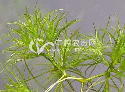 广西柳江县远程教育网络服务农村产业发展 - 农