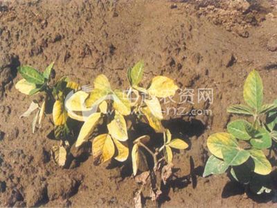 菜用大豆胞囊线虫病