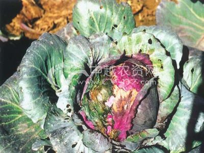 甘蓝类褐腐病
