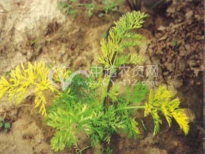 胡萝卜-根菜类-蔬菜病害-中越农资网图库频道/病虫库/农技专业知识