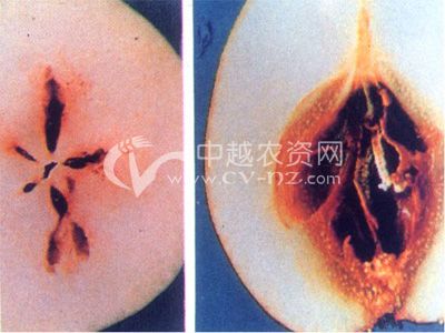 梨黑心病