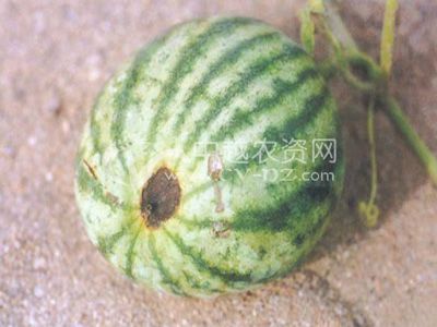 西瓜脐腐病