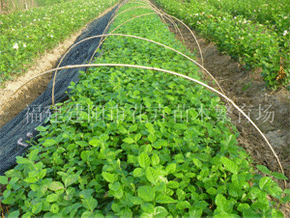 壁纸 成片种植 风景 植物 种植基地 桌面 290_220 gif 动态图 动图