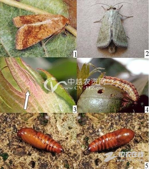 > 棉花棉红铃虫