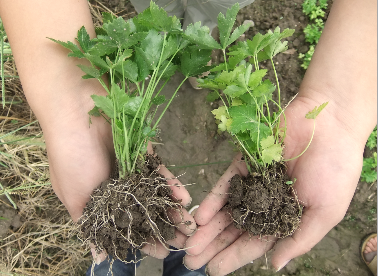 优美达 - 中农在线-最具发展潜力的中国农资网络招商信息平台