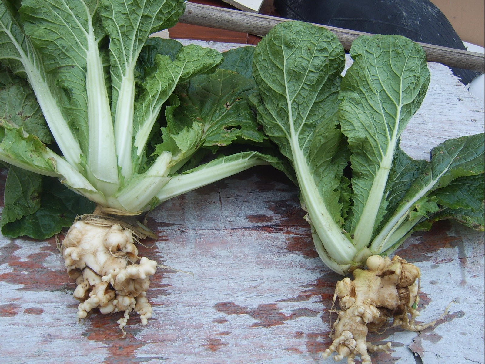 10%科佳+立通钙和50%福帅得+立通钙防治大白菜根肿病药剂试验 - 肥料 - 中农在线-最具发展潜力的中国农资网络招商信息平台