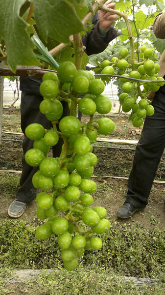 挪威雅苒系列肥料在葡萄上示范效果总结 - 经济
