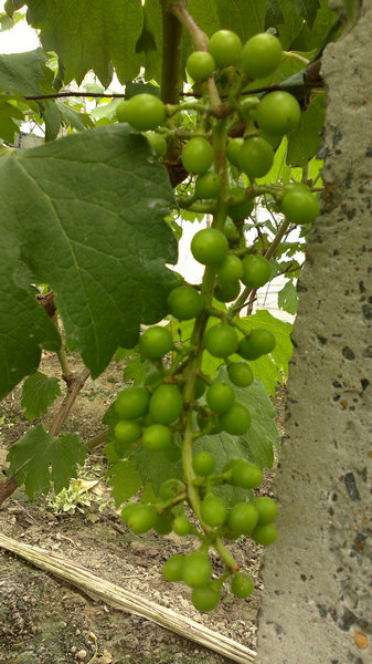 挪威雅苒系列肥料在葡萄上示范效果总结 - 经济