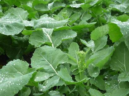 油菜早施磷肥效果好