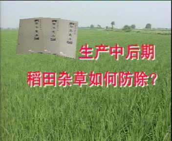 生产中后期稻田杂草如何防除？
