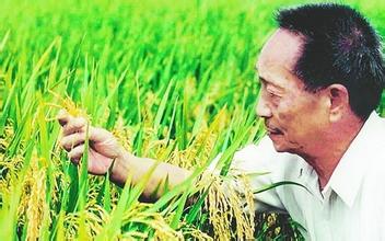 袁隆平超级稻新品种在陕西汉中试种成功