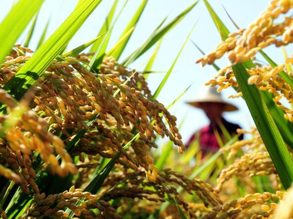 中储粮完成2015年度中晚稻托市收购3033万吨