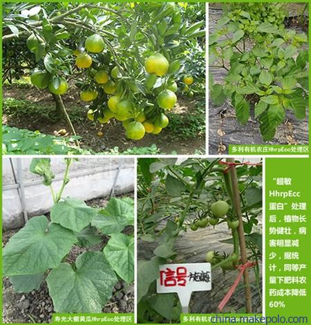 植物疫苗,超敏蛋白,蛋白肥料,蛋白农药,植物免疫蛋白,植物抗病蛋白