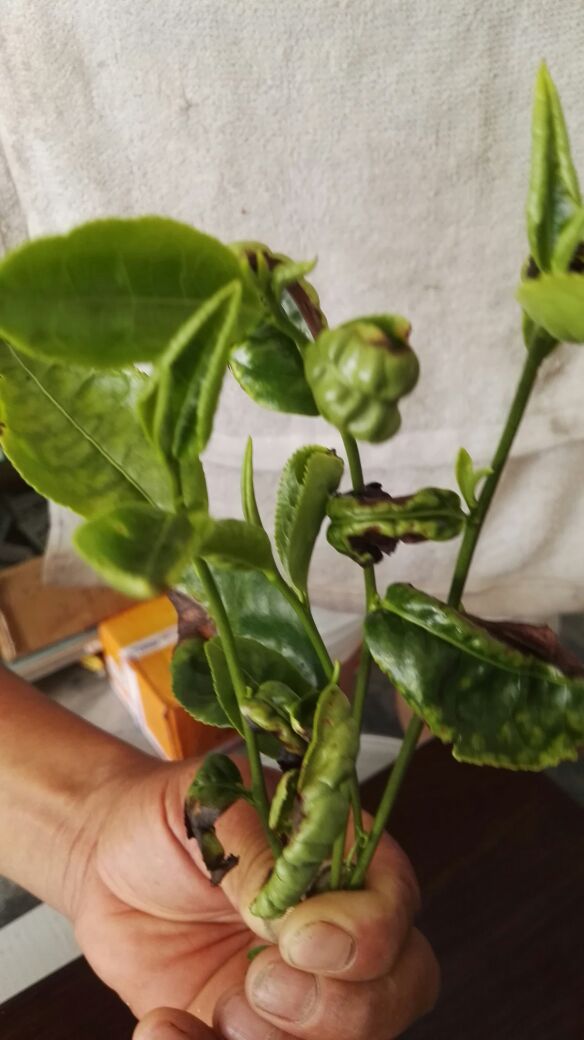 1,手机用户(浙江温州):请问专家茶叶没有除草也没有杀虫,现在这种