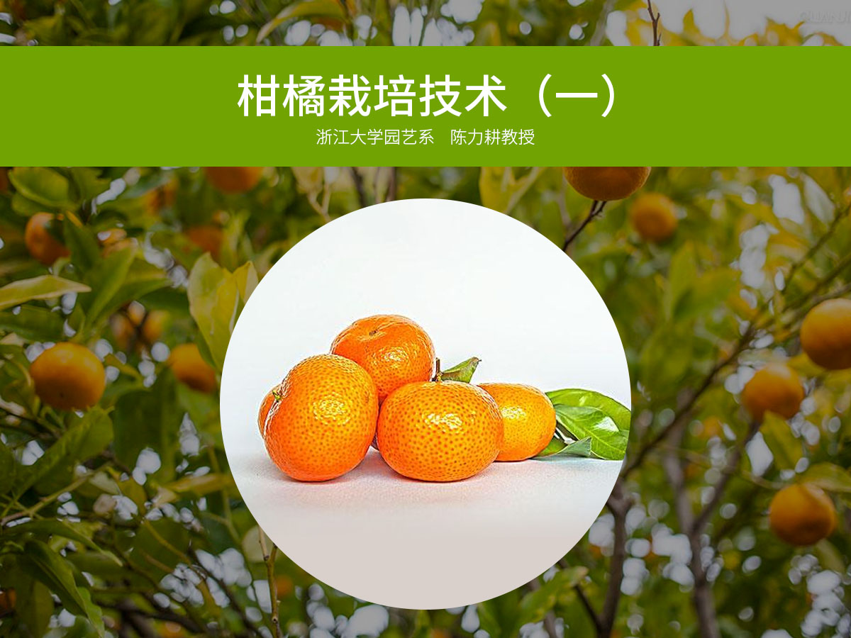 柑橘优质高效栽培技术一