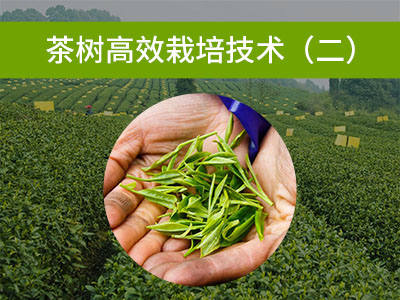 茶树高效栽培技术二