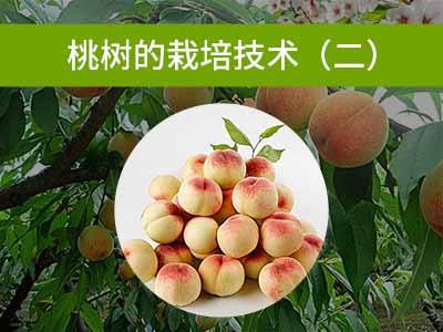 桃树的栽培技术二