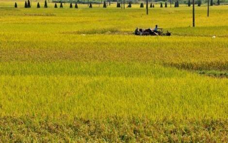 发改委:今年继续在稻谷主产区实行最低收购价