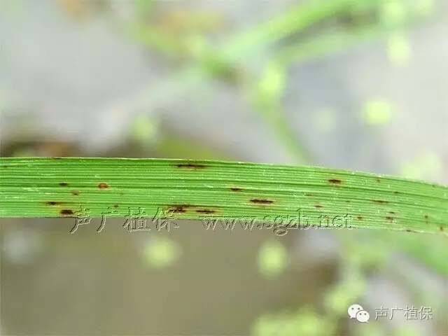 稻瘟病的识别与防治