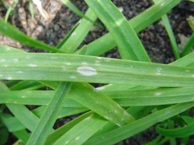 大棚韭菜灰霉病防治措施