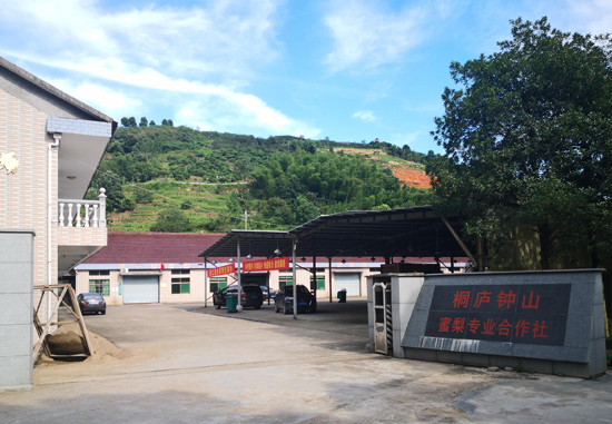 桐庐县蜜梨专科医院