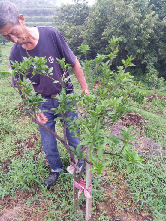 29-7.5常山胡柚专科医院一周简报
