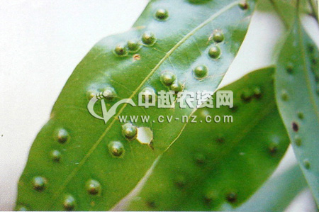 荔枝叶瘿蚊的发生与综合防治技术