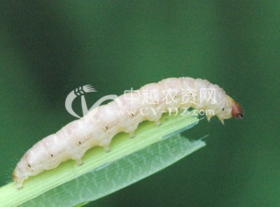 南方西瓜膜生产进入旺季