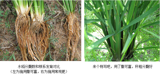 > 信息内容  由于撒可富肥料的水溶性强,施用后能明显促进禾苗根系的
