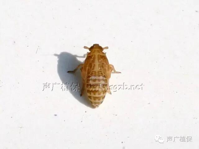 褐飞虱图片,白背飞虱图片,褐飞虱(第3页)_大山谷图库